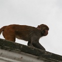 India & Nepal 2011 - 0278